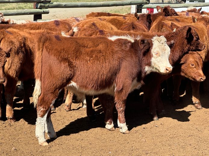 Weaners | D.H. Currie Farming Trust