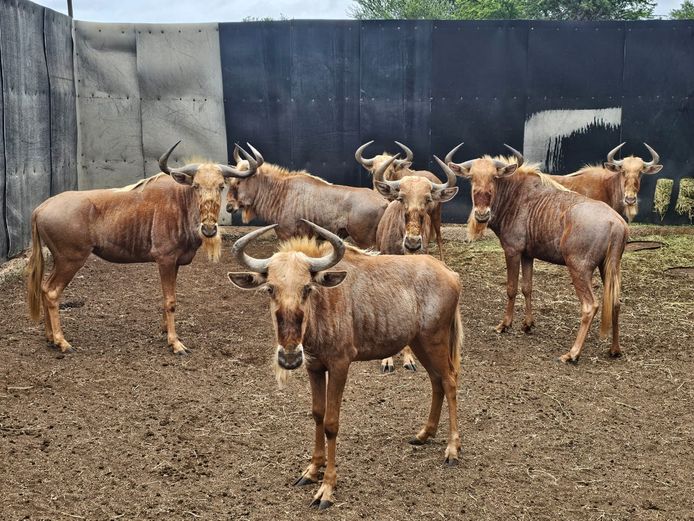 GOUE WILDEBEES | RDB SAFARIS