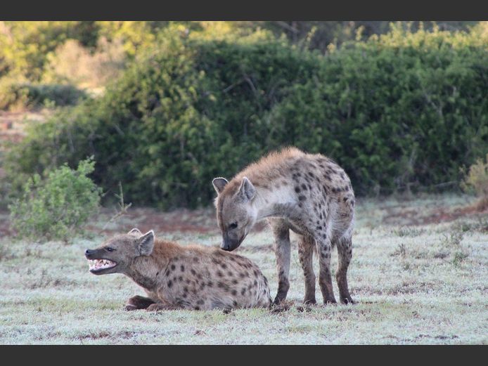 Spotted Hyena Mixed | SANParks - ADDO Elephant National Park