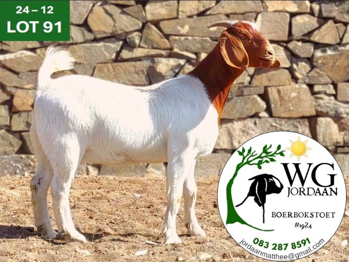 240012 | WG JORDAAN BOERBOKSTOET