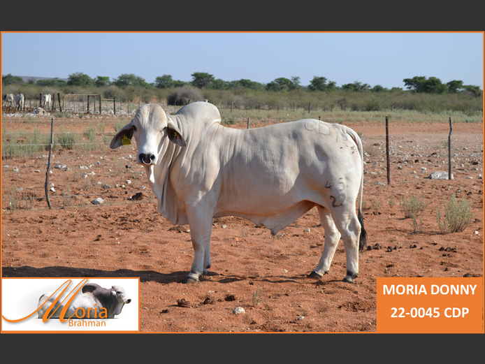 22-0045CDP | MORIA BRAHMAN