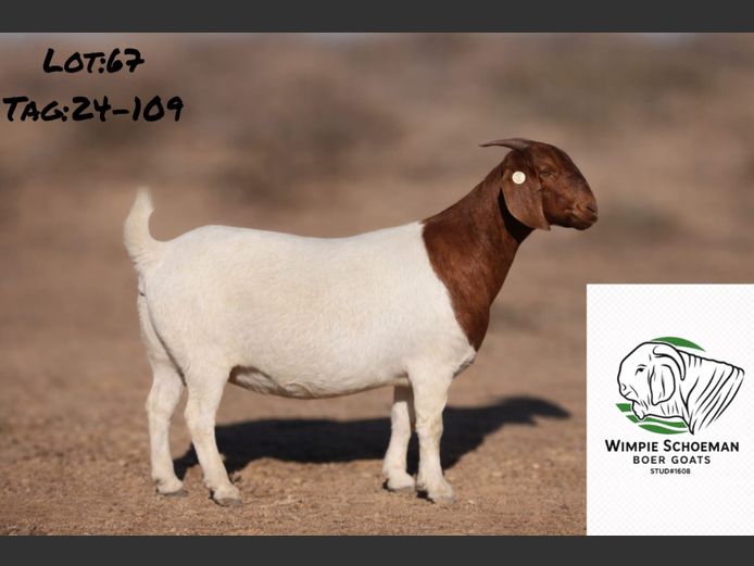 24109 | Wimpie Schoeman