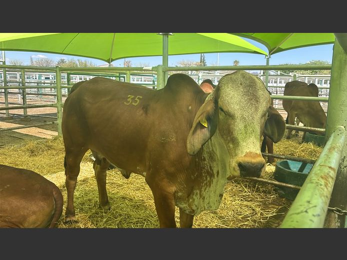 COMMERCIAL COWS | TJIRI RED BRAHMAN 