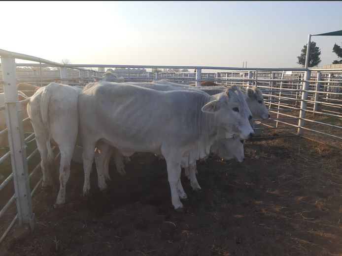 Pregnant Heifers