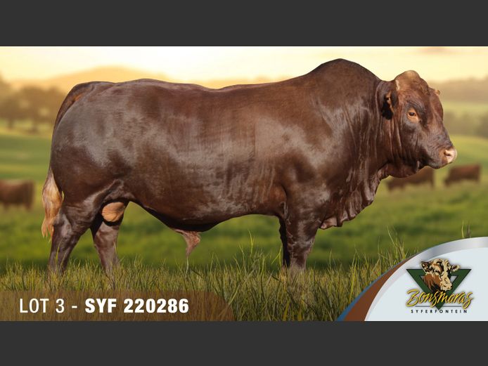 SYF220286 | SYFERFONTEIN BOERDERY