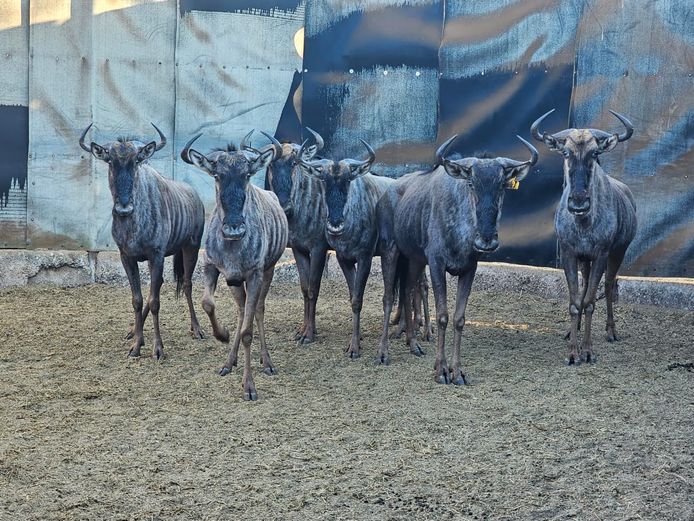 BLUE WILDEBEEST | KRUISRIVIER