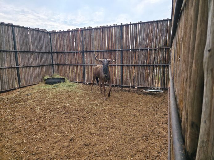 BLOUWILDEBEES | HANLEY 1