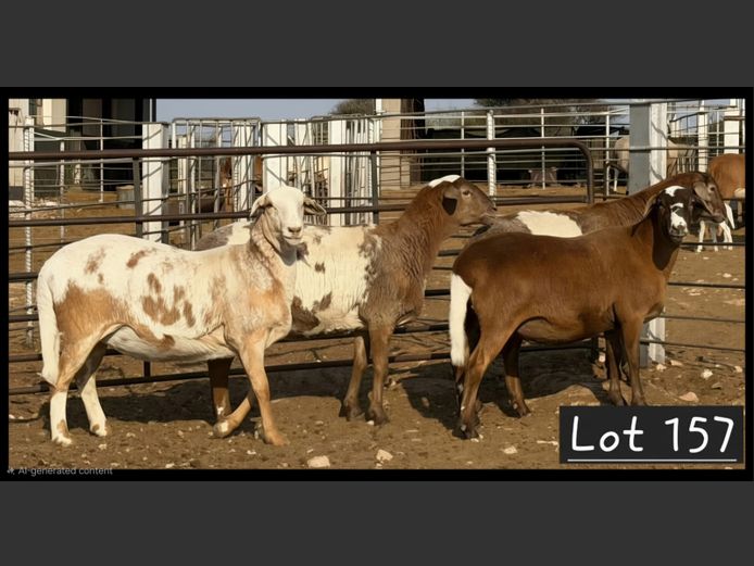 Ewe | PG VAN DEVENTER