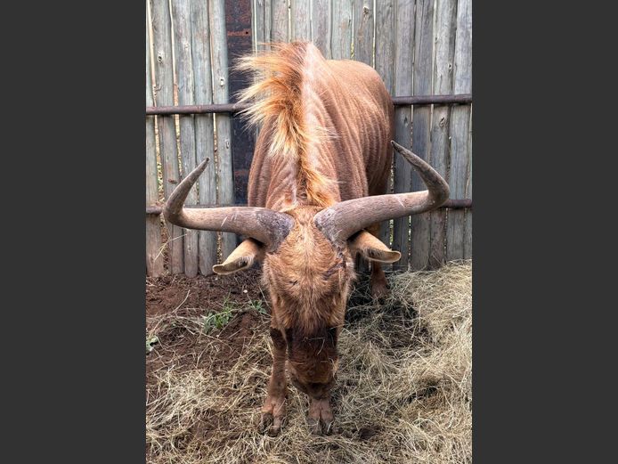 Goue Wildebees Bul