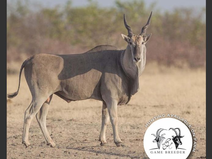 Cape Eland Bulls Mature | WATERBERG PLATO GAME BREEDERS