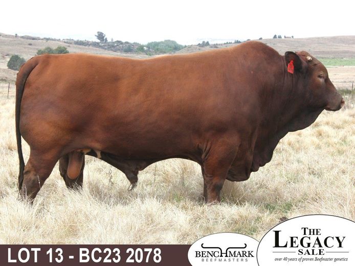 BC232078 | NO 8 CATTLE CO (PTY) LTD