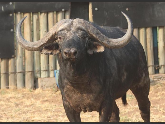BUFFALO