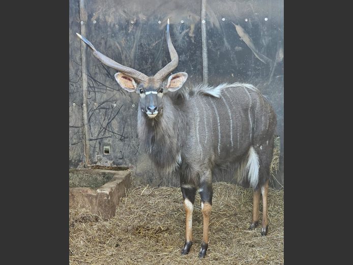 NYALA | ZWARTKLOOF