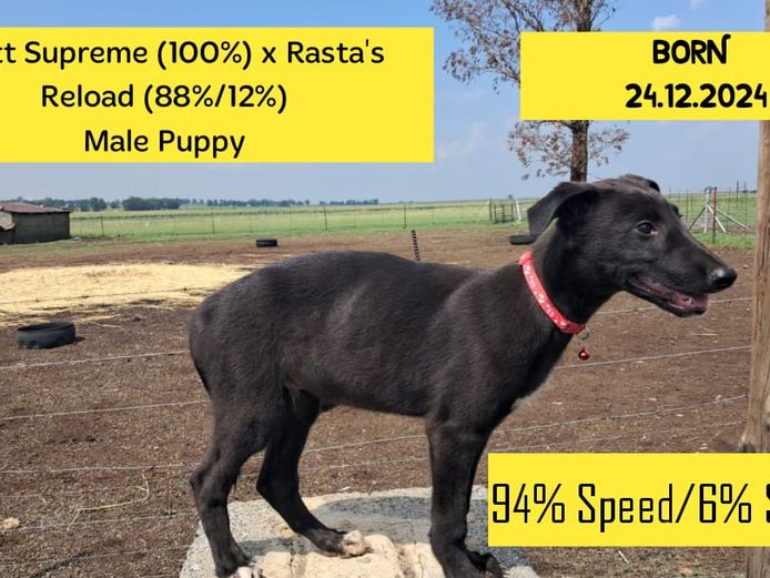Male Puppy - Supreme Brett x Rasta's Reload