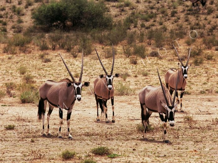 GEMSBUCK FAMILY GROUP | INYATHI