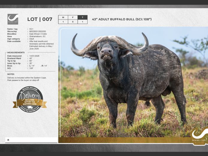 Buffalo | Woody Cape Wildlife (Pty) Ltd