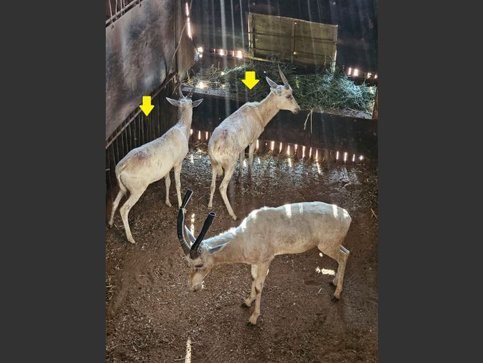 WHITE BLESBOK | HIGHLAND