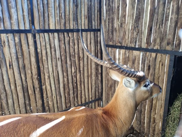 Lechwe