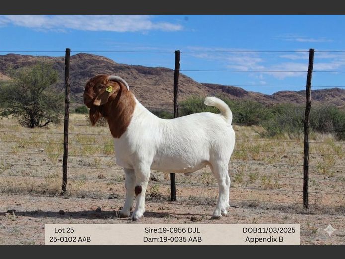 25-0102AAB | AC BOERBOKSTOET