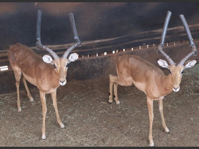 IMPALA
