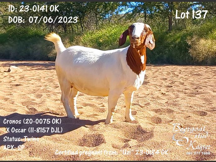 23-0141 OK | Kayser Boergoat Stud