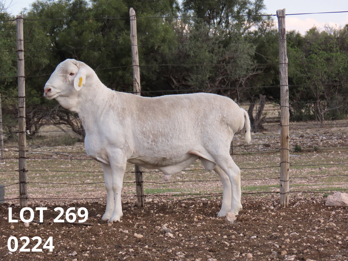 0224 | Petrus Ludwick