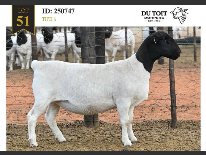 250747 | DU TOIT DORPERS