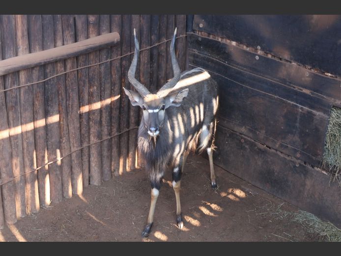 NYALA