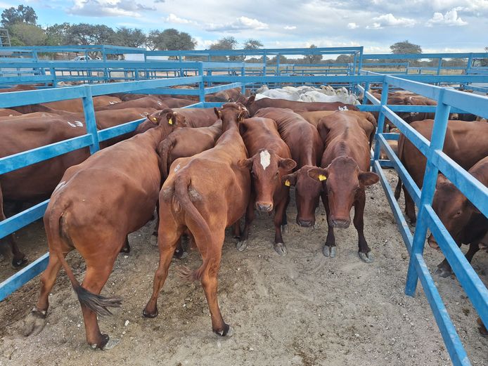 Commercial Cow Medium