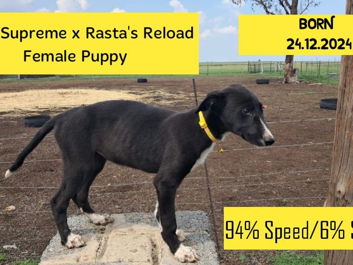 Female Puppy - Supreme Brett x Rasta's Reload