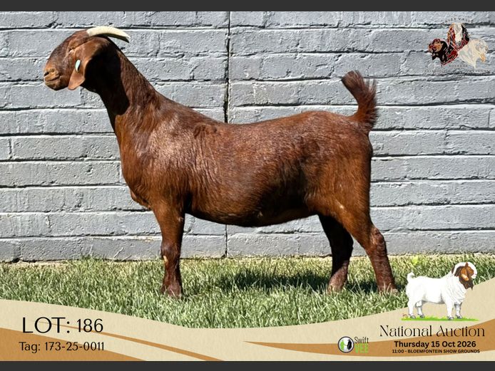 Lot 186 | NASIONALE BOERBOK VEILING | SwiftVEE | South Africa’s Leading ...