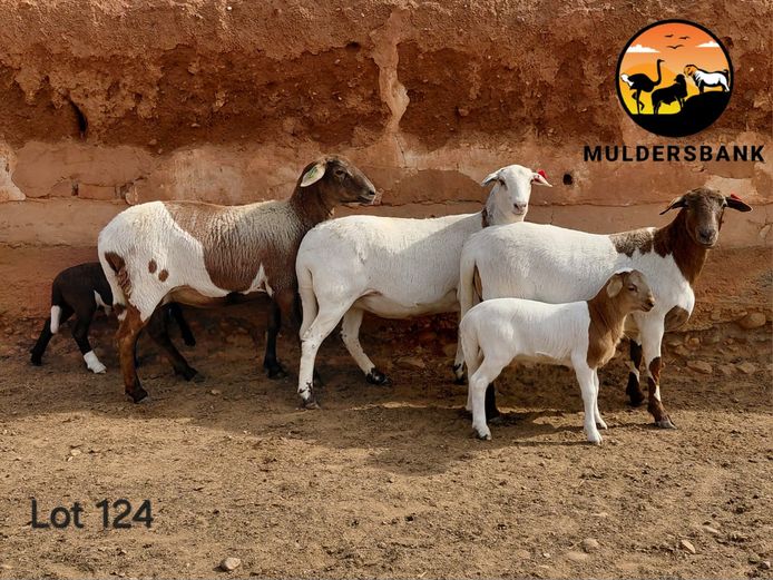 24-61 | Jaco Mulder - Mulderbank Meatmasters