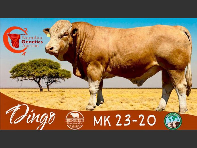 MK2320 | IBENSTEIN SIMMENTALER
