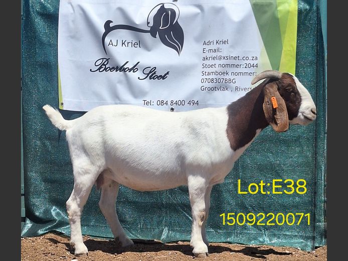 22071 | Grootvlak Boerbokke