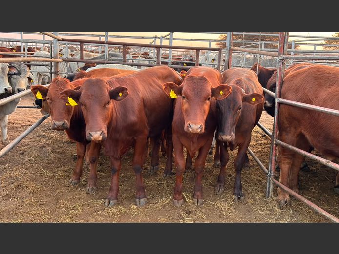 AGRA OTJIWARONGO WEANER AUCTION