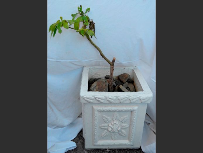 AVOCADO TREE IN WHITE PLANTER, 46 x 46 x 49cm