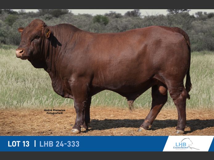 LHB240333 | LEEUHEUWEL BOERDERY (EDMS) BPK