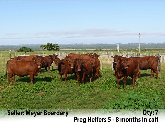 Commercial Animals | Meyer Boerdery
