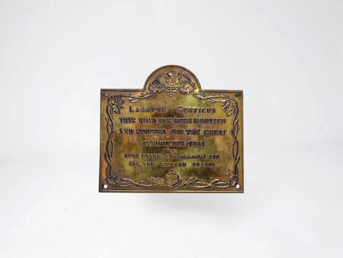 Vintage Novelty Brass Taxidermy Plaque "The Great Exhibition 1851"