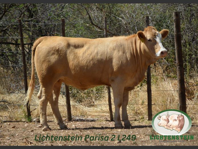 L249  | LICHTENSTEIN SIMMENTALER STUD