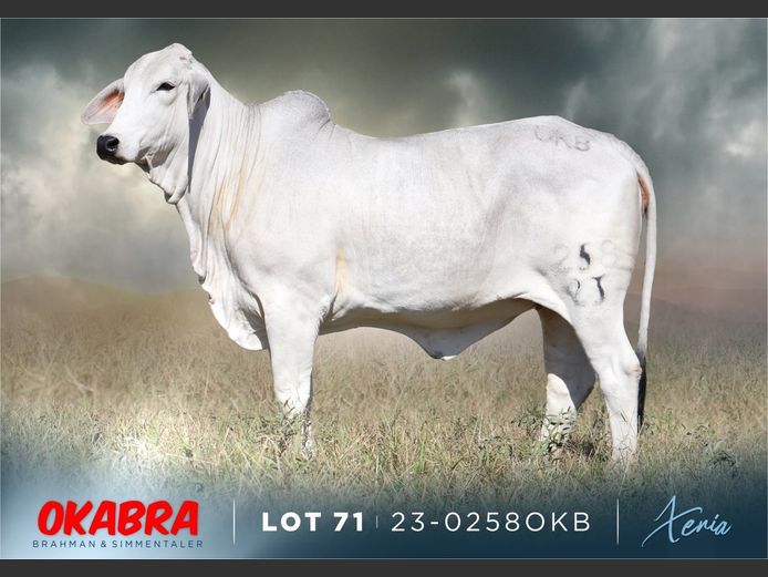 23-0258 OKB | OKABRA BRAHMAN