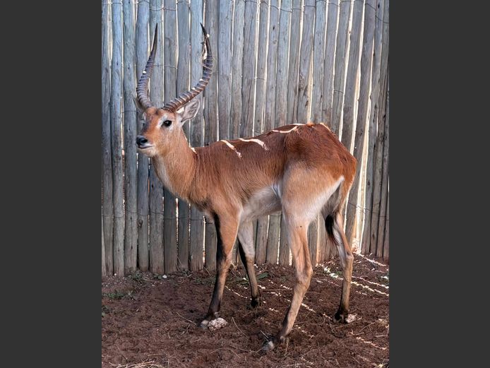 Lechwe