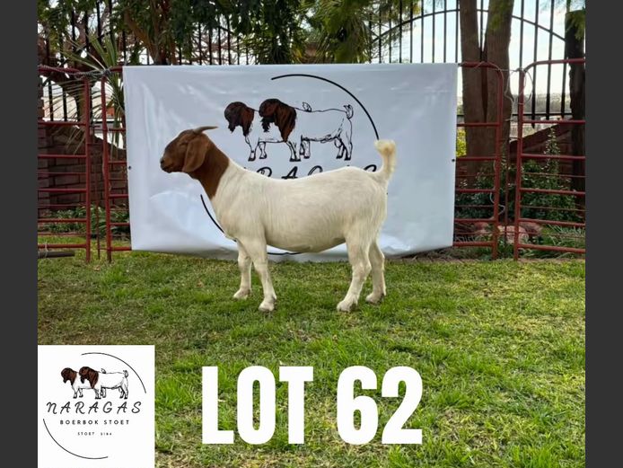 2184250026 | NARAGAS BOERBOKSTOET