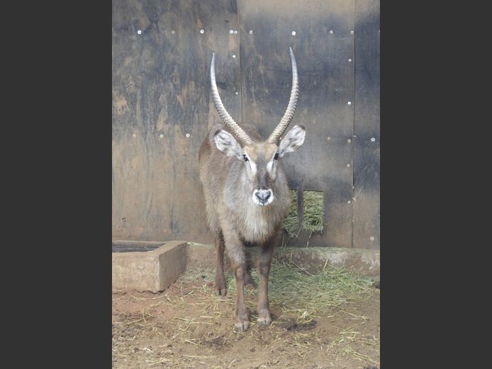 Waterbok | Matlabas Wild