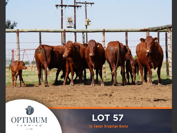 Commercial Animals | OPTIMUM FARMING M WIPPLINGER