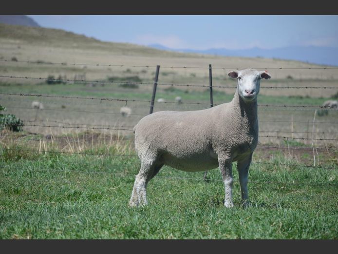 T 230149 | TWEE BROERS DORMER STOET