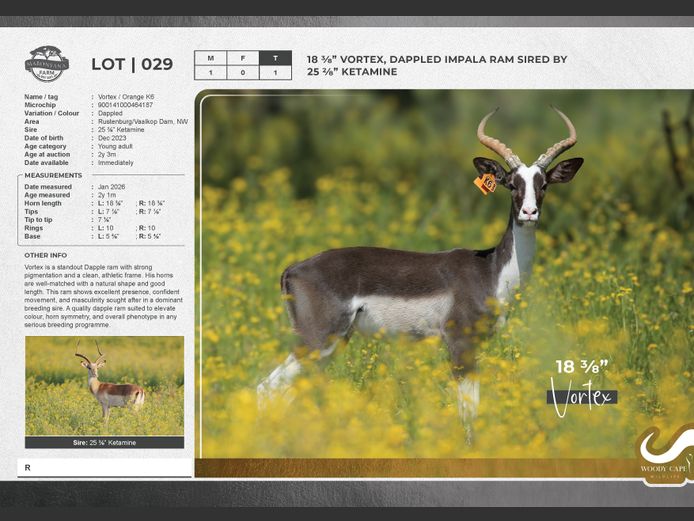 Impala - Dappled | Exclusive Vet CC