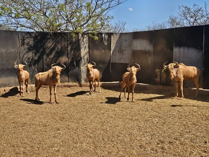 GOLDEN GNU | AYLESHAM TRUST