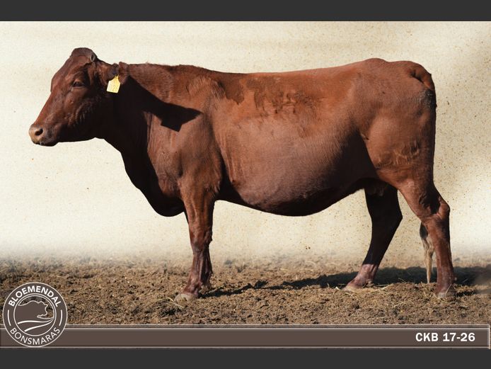 CKB170026 | CHRIS KRUGELL BLOEMENDAL