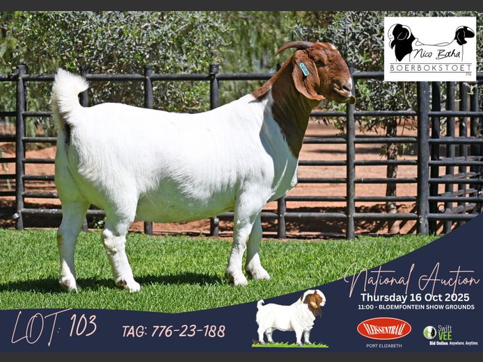 776-23-188 | Casper Byleveld (Nico Botha Boerbokstoet)